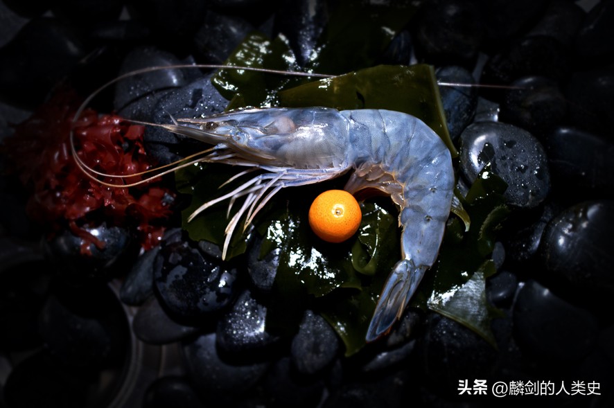 南美白对虾动物视频,南美对虾白斑虾图片