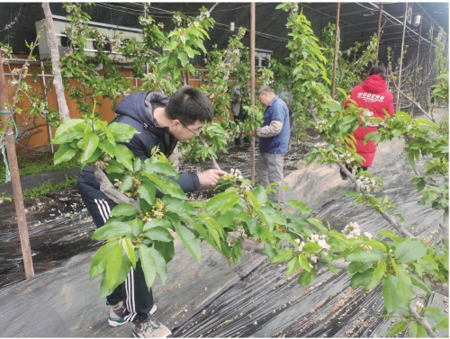 烟台大樱桃主要在哪里,烟台樱桃为什么这么贵