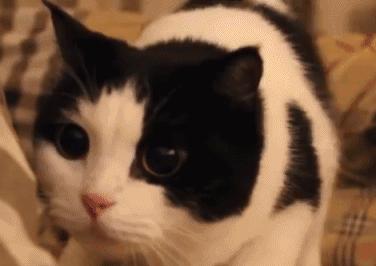 新手养猫养一只还是两只好,新手养猫可以又可爱又好养