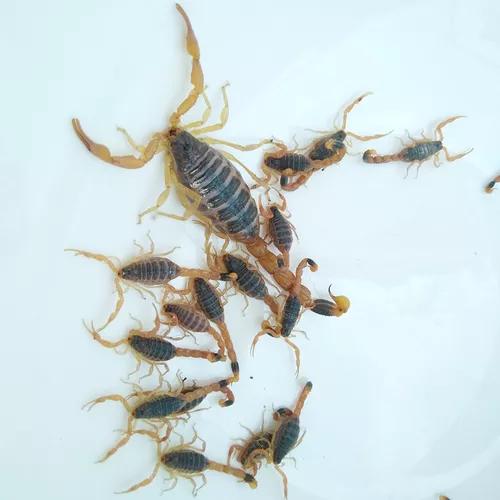 农村孩子夏天爱数蝎子