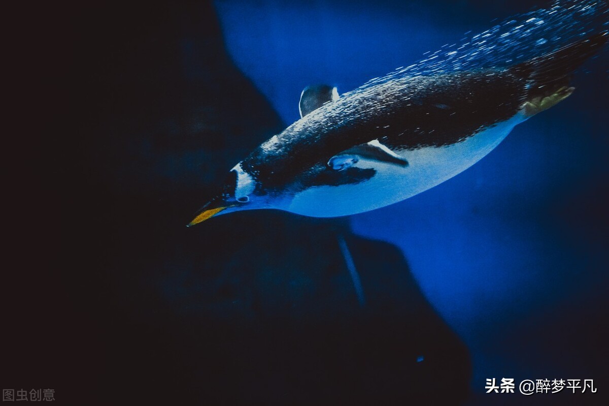 大连老虎滩海洋公园极地馆视频,大连老虎滩海洋公园和发现王国