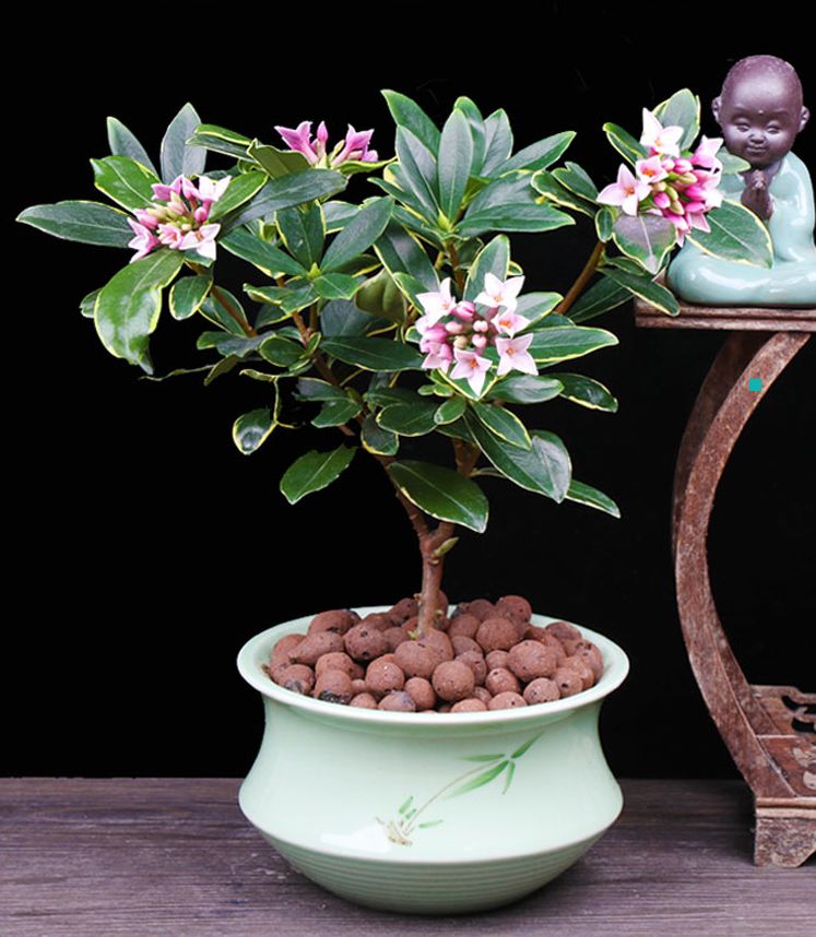 越养越吉利的三种花有哪些,玫瑰花老桩用大盆还是小盆栽培