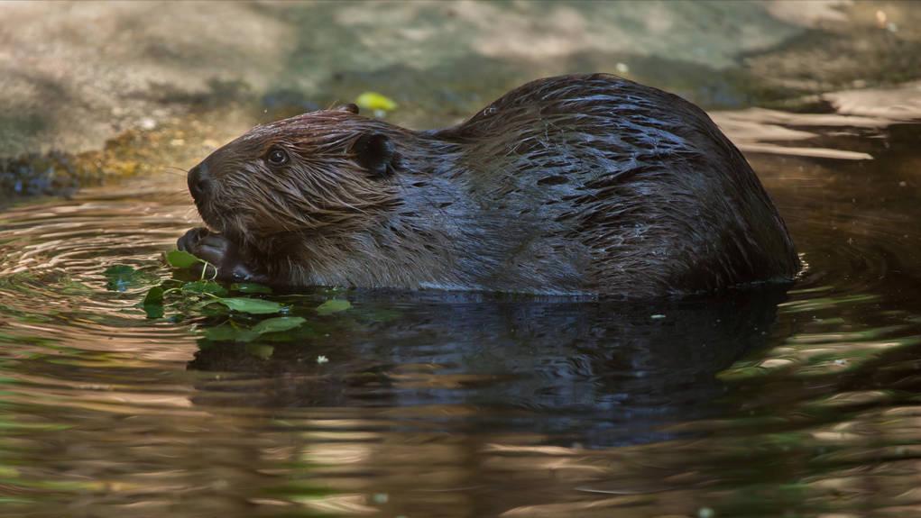 世上最萌的动物考拉,最懒的动物考拉