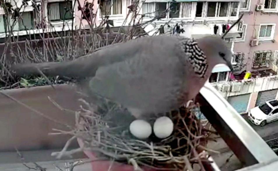 中国常见的斑鸠,斑鸠为何很少看到斑鸠巢穴