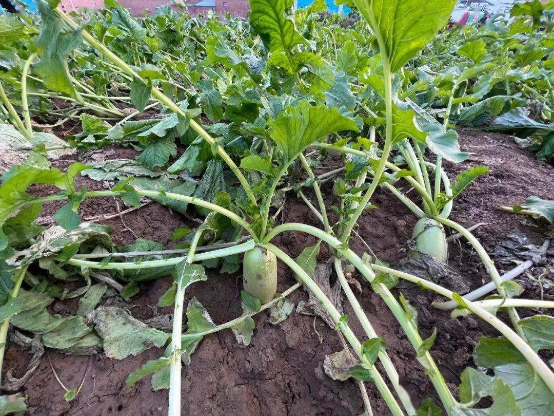 再穷不耕丈人田再穷不打亲戚工,为什么有穷死不耕丈人田的说法