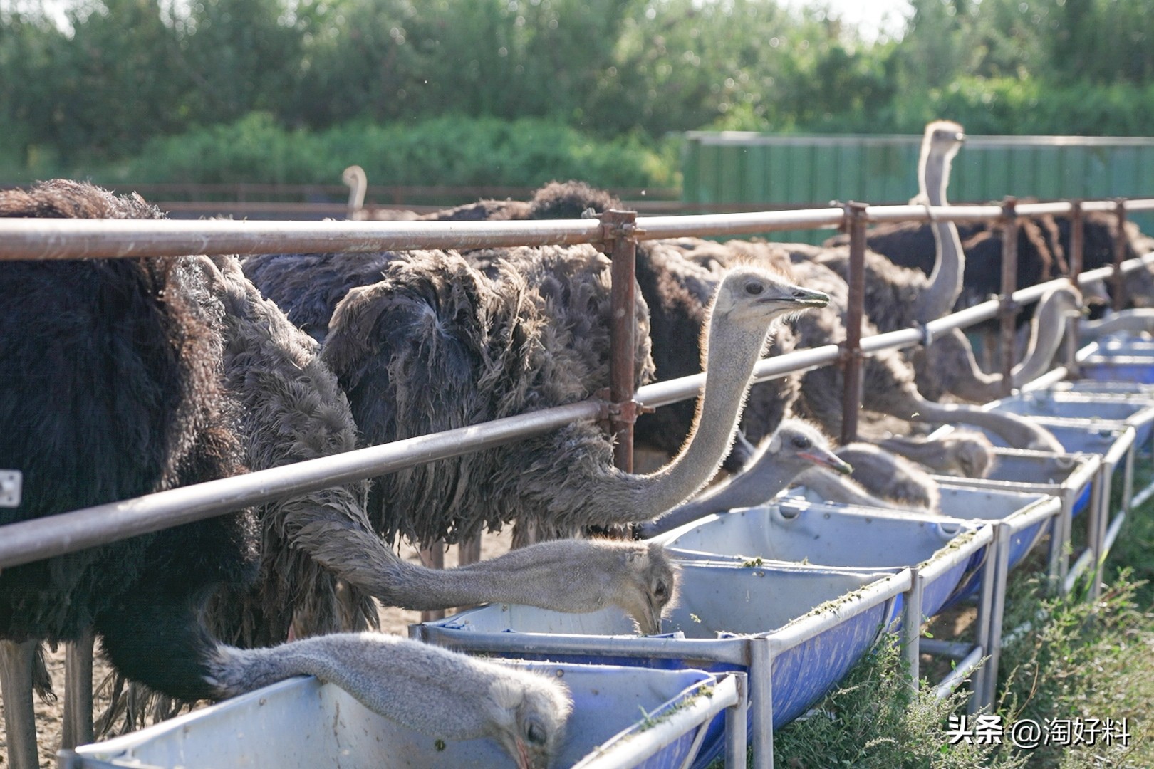 合作养殖鸡骗局,合作养殖鸡苗有上当受骗的吗