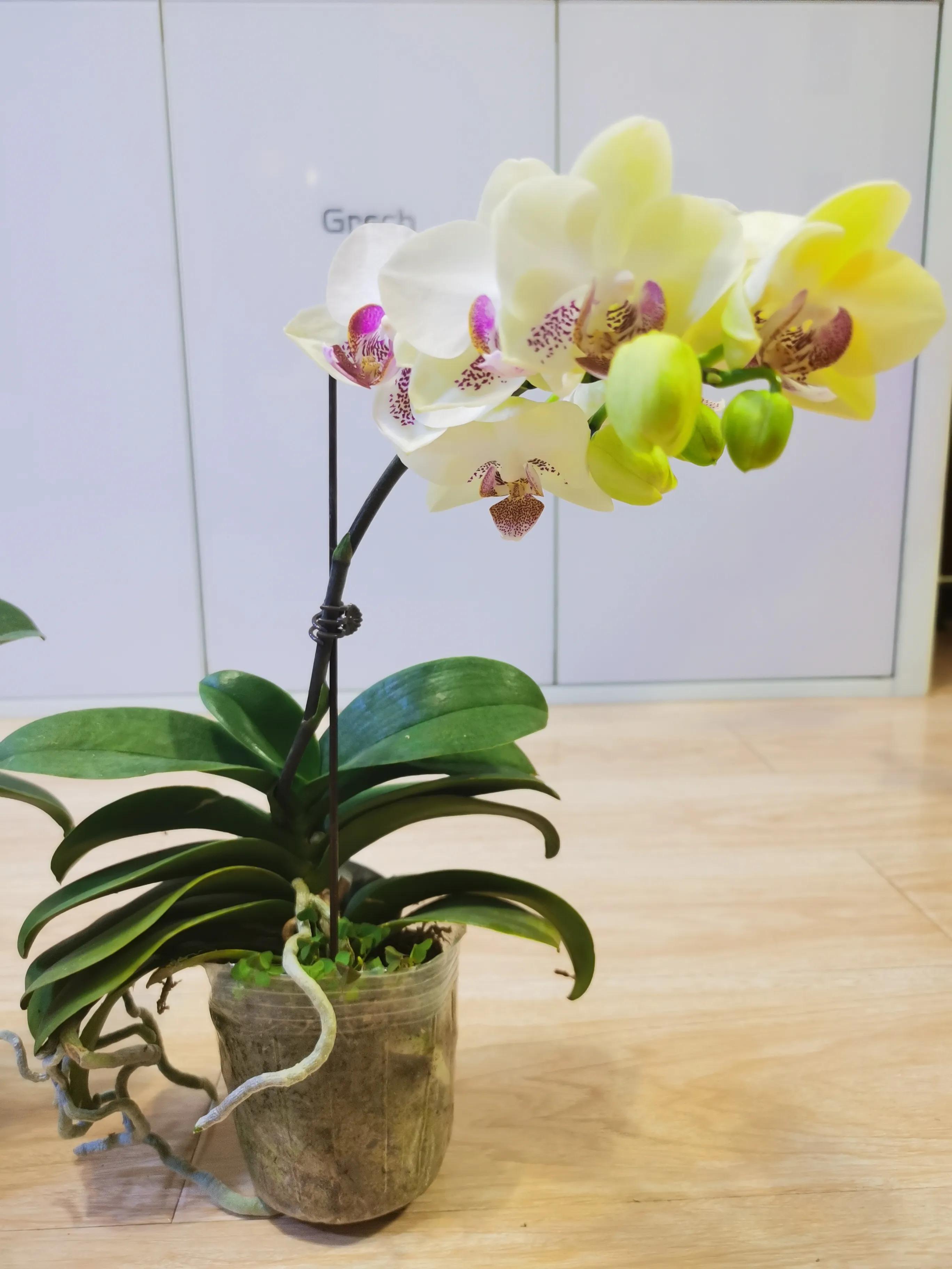 粉黛佳人水仙,紫水仙图片大全