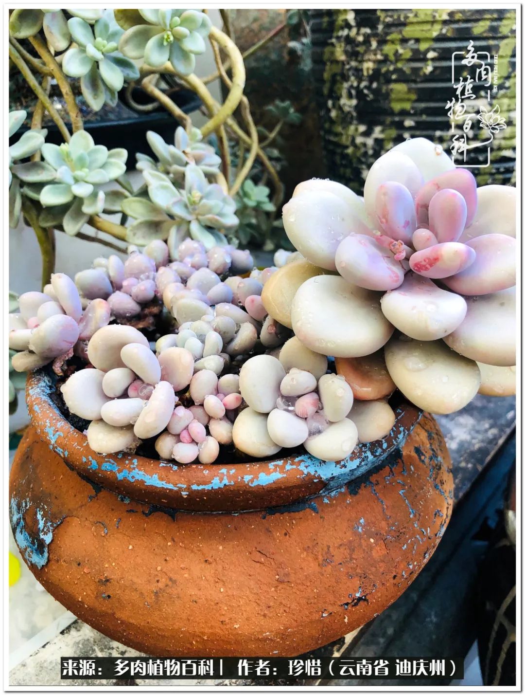 给生命一份淡然还岁月一份从容,给生命留一份洒脱的话