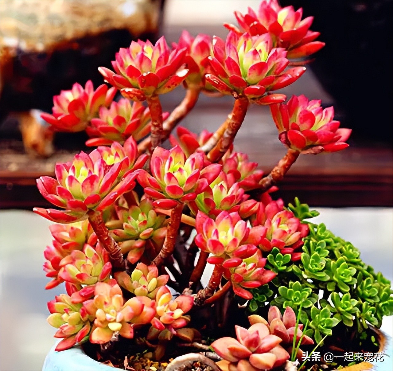 最近出老桩比较火的多肉,10款普货多肉皮实又好养