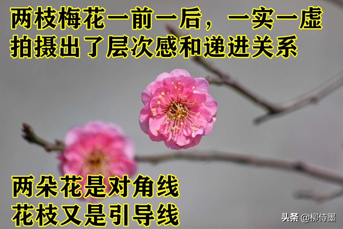 拍摄梅花多重曝光的技巧,拍摄梅花用什么镜头最好