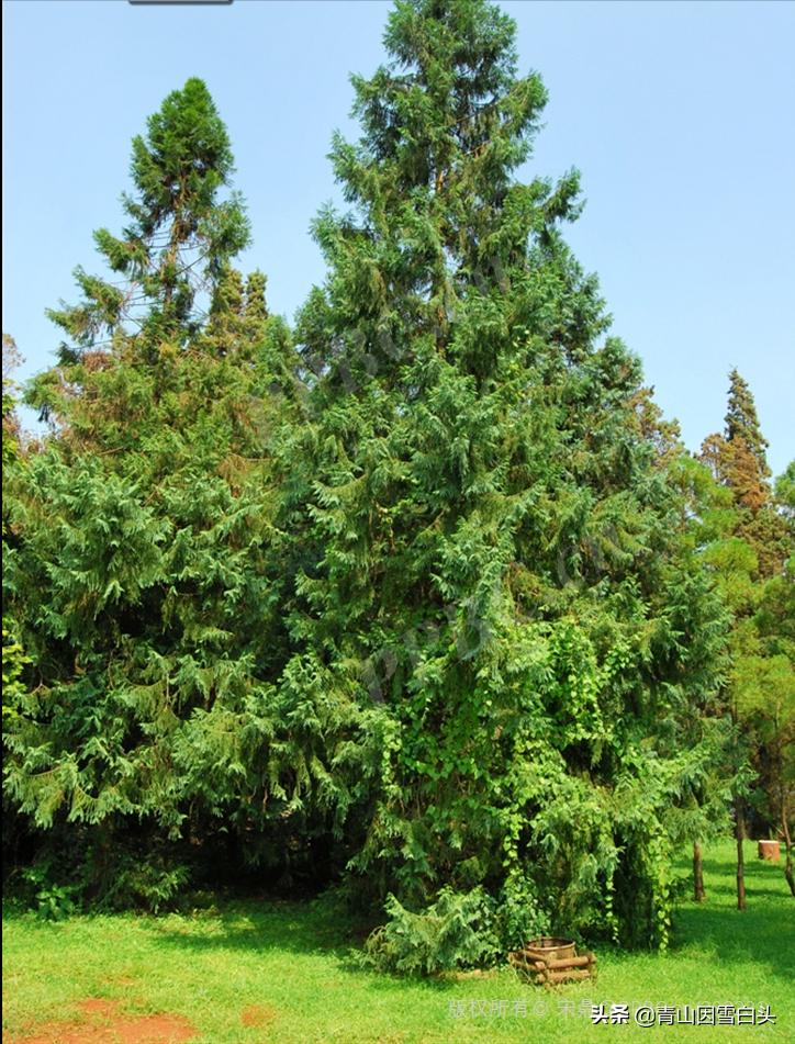 秃杉种多少年可以卖,秃杉树苗