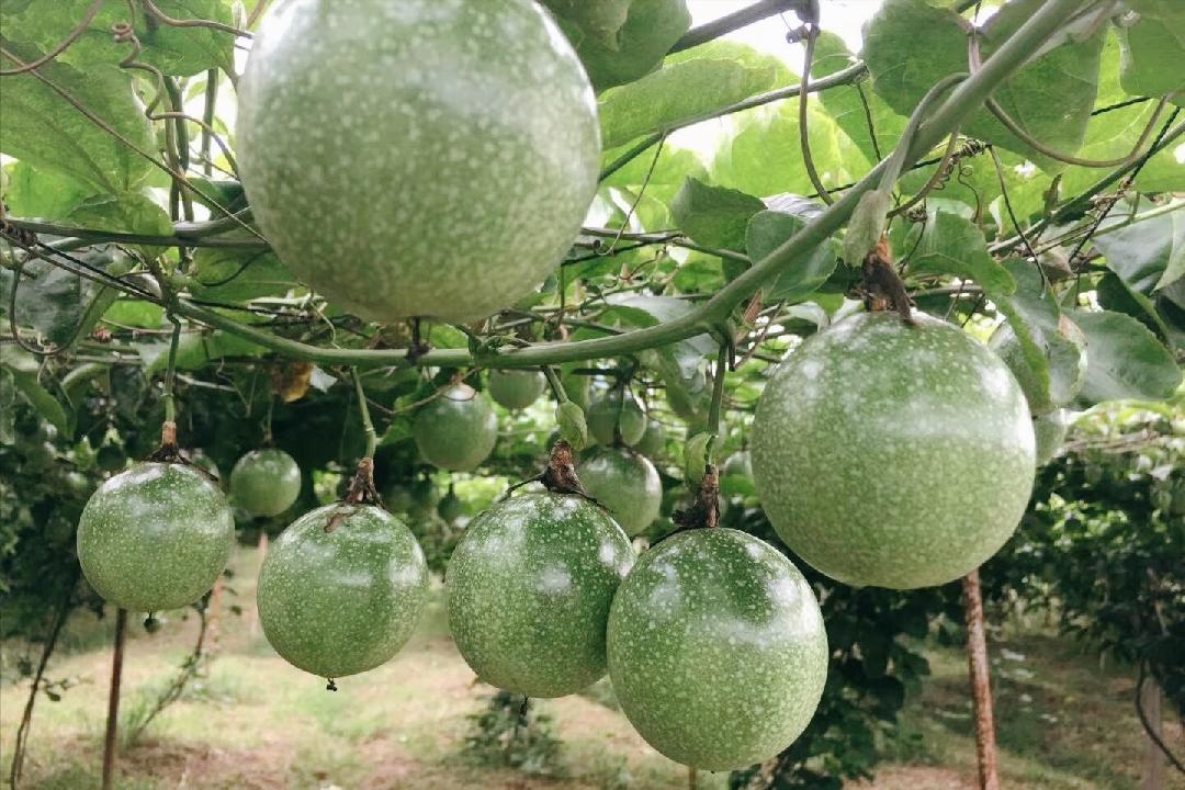 云南百香果和广西百香果哪个好,百香果最多的产地是广西哪里