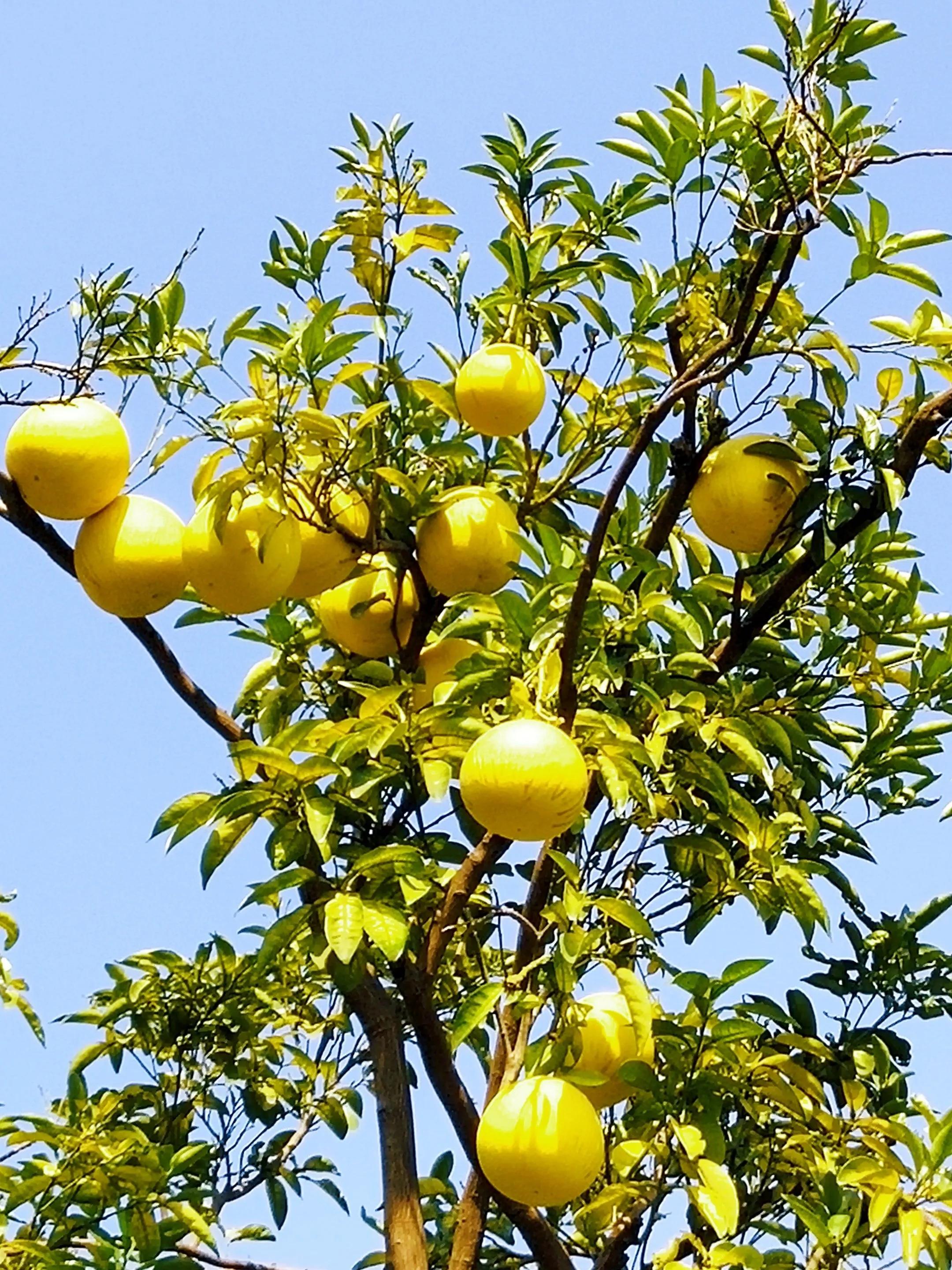 赞美秋日的经典诗,赞美秋日伤感的诗