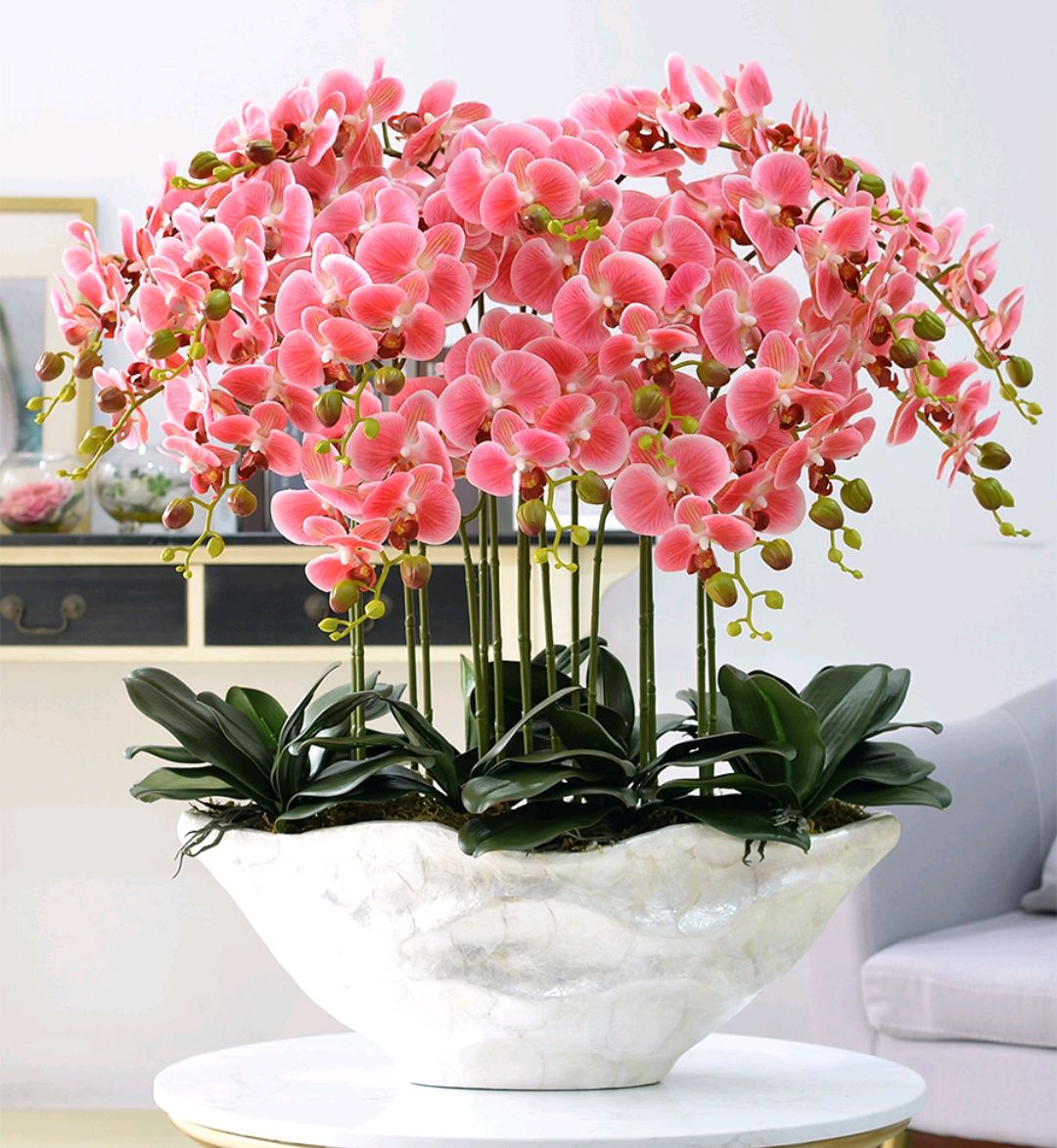 年花盆栽怎么搭配,明年还可以开花的年花盆栽