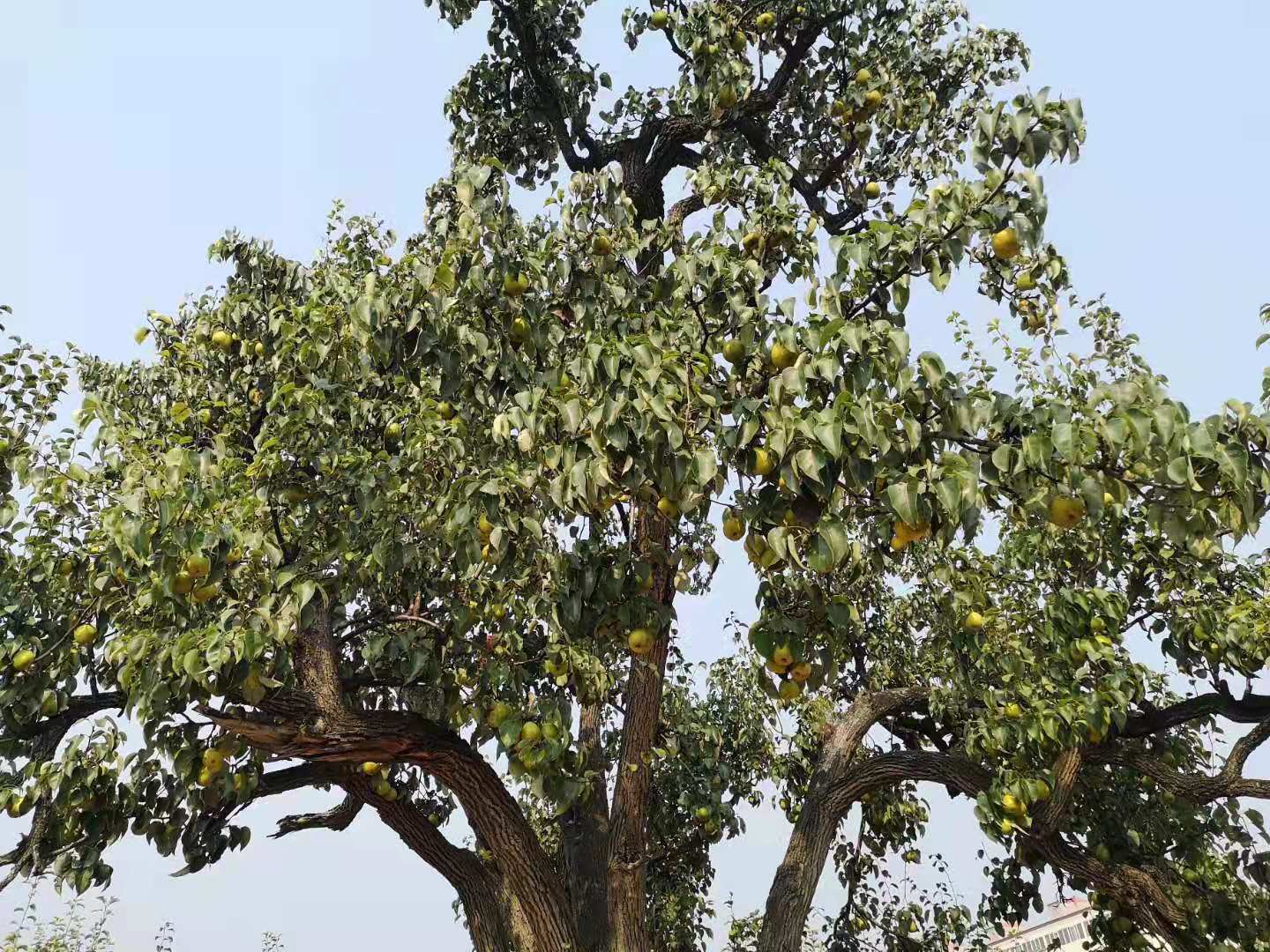 给梨抹药怎么抹合适,给梨抹药