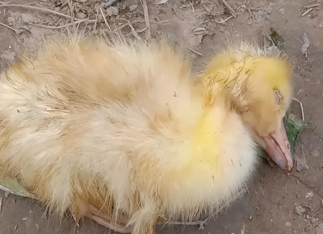 禽医静心谈肉鸭脾坏死的原因及防治方法