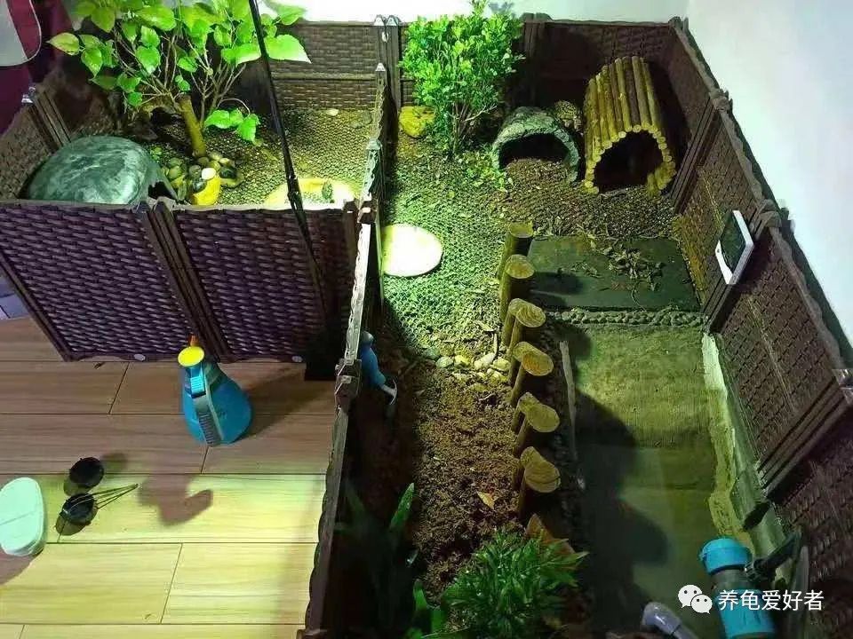 新手养龟建议养多大的呀,养龟环境越简单越好