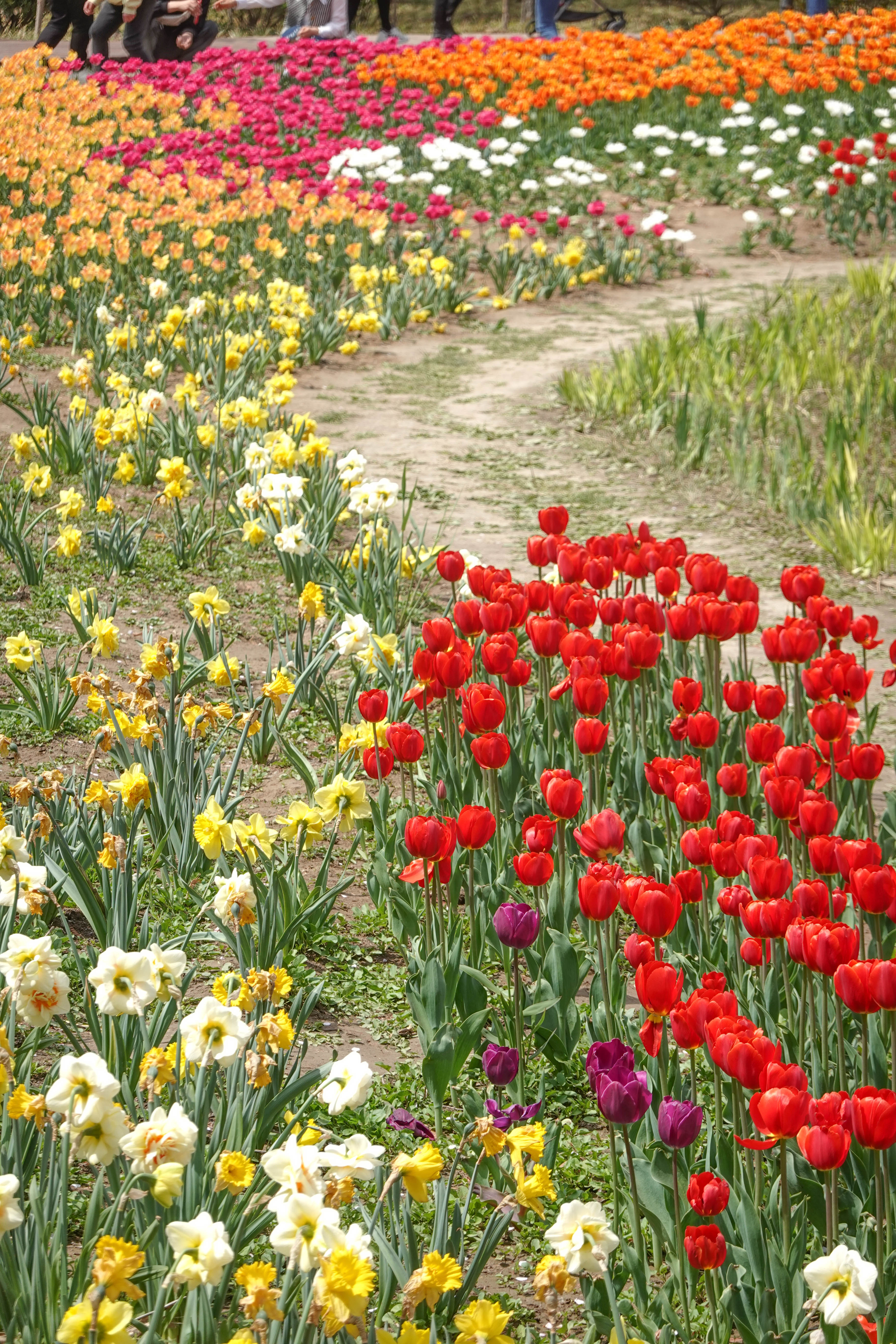 青岛中山公园赏花,青岛中山公园郁金香花海唯美浪漫