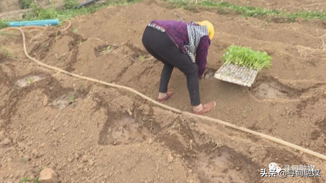 七星镇：烤烟移栽奏响烟农增收“前奏曲”