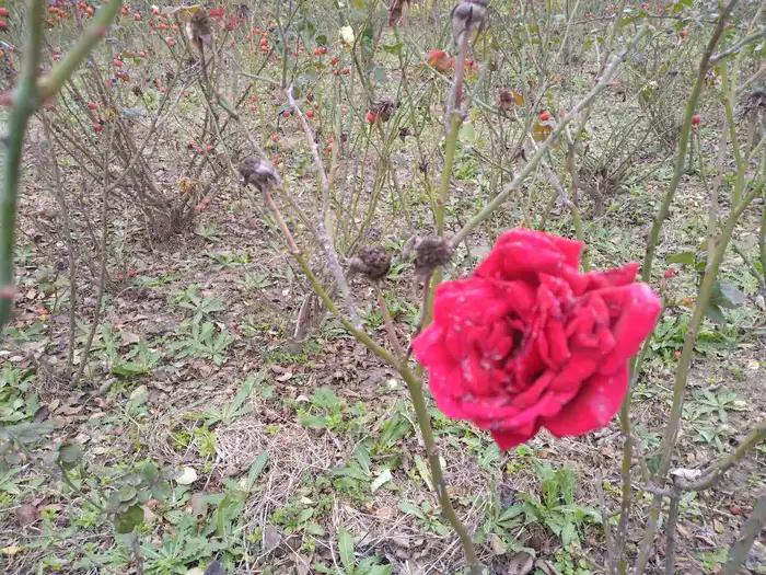 画与景,幼儿长卷画景