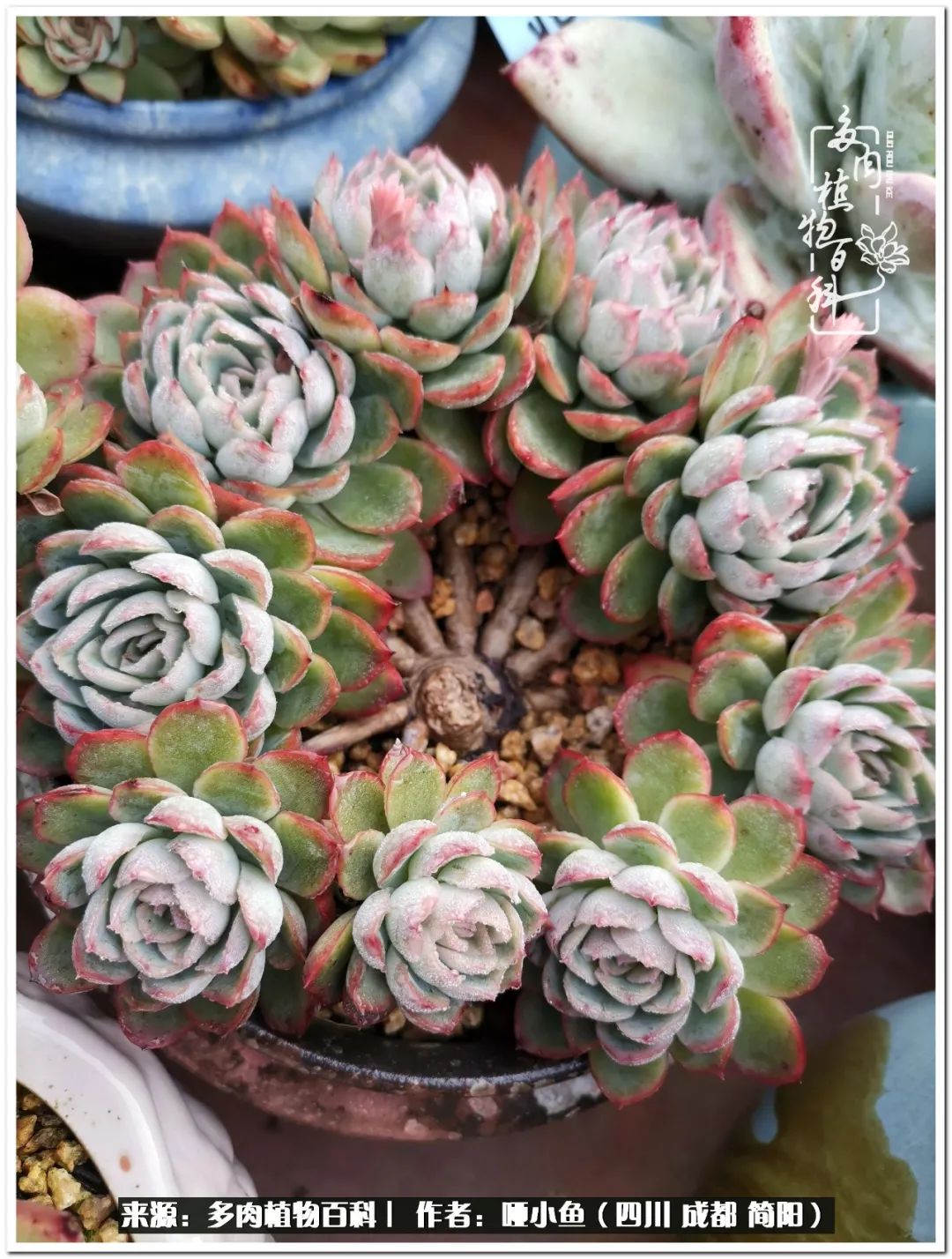 看世间繁华品一生,看世间繁华品人生美味