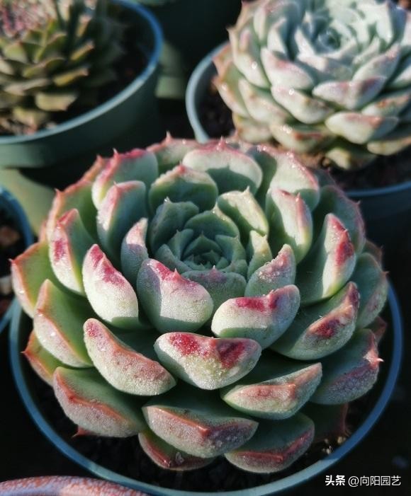 泥炭土和基质土营养土的区别,泥炭土对比营养土