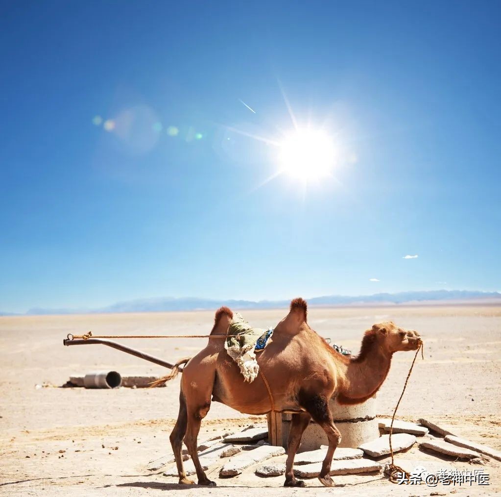 南方新冠肺炎特效药,治新冠是北柴胡还是南柴胡