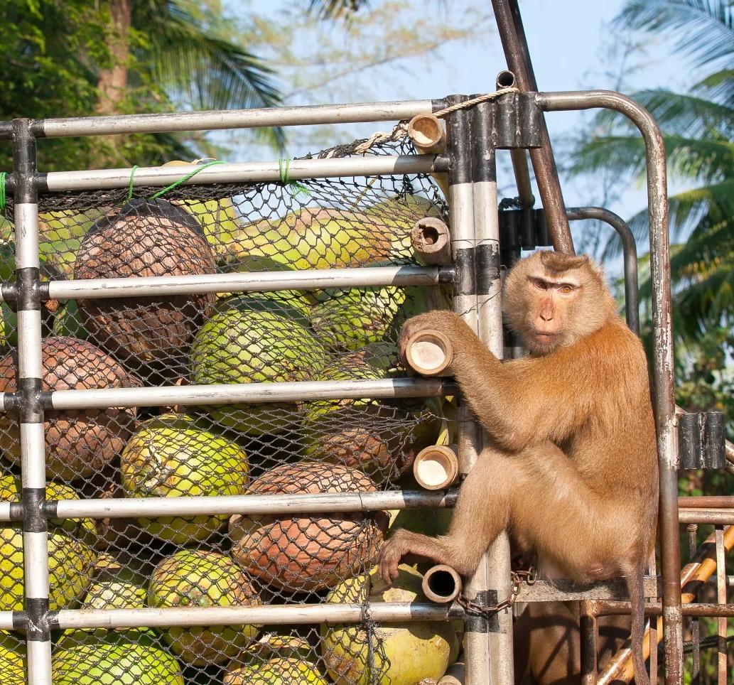云南所有稀有动物猴子,云南稀有野生动物猴子