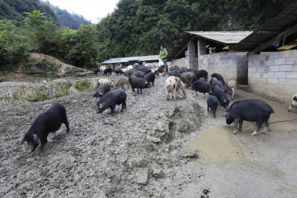 松辽黑猪的养殖前景,黑猪养殖与白猪养殖的区别