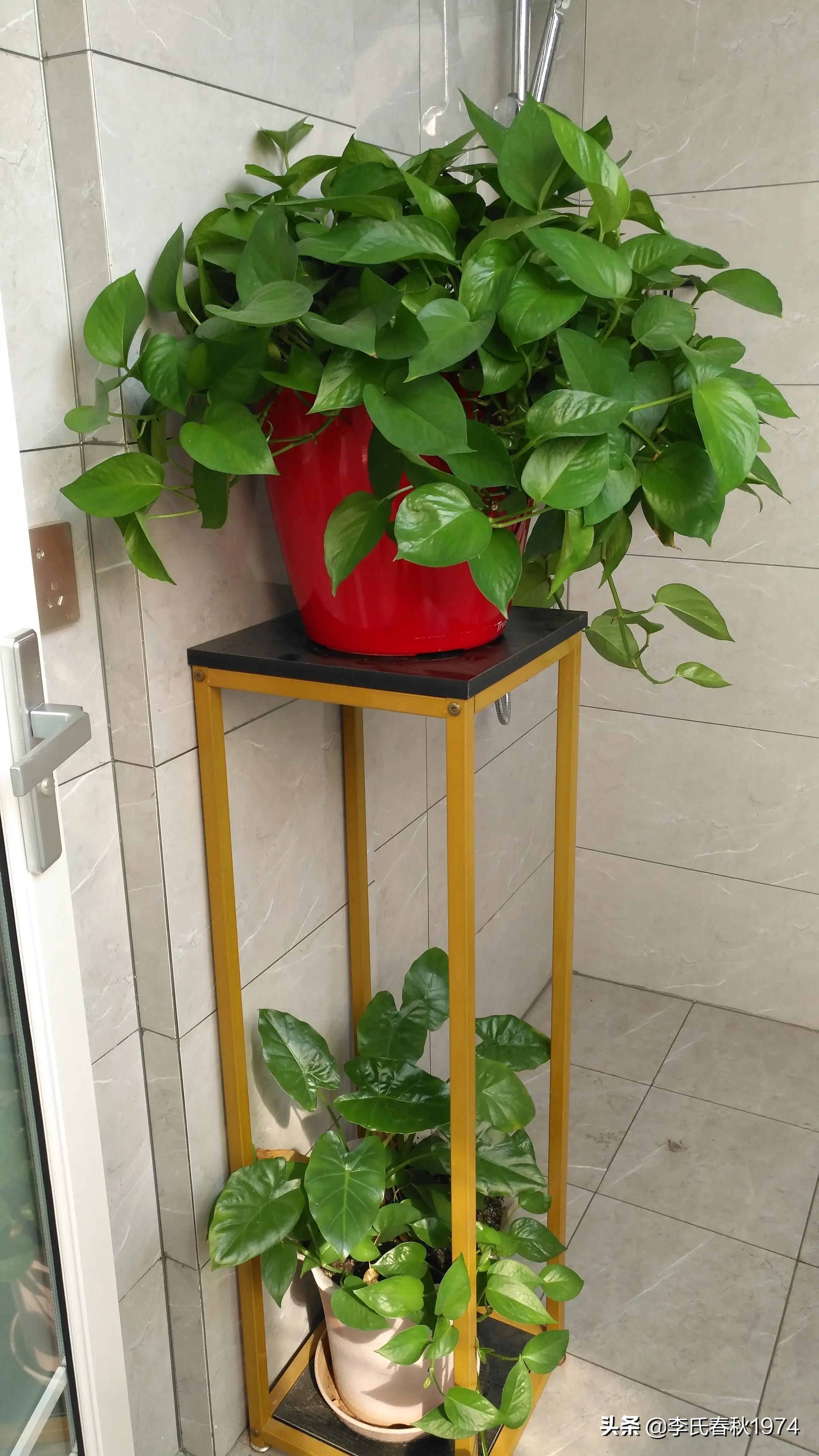 长藤绿萝绿植盆栽打理,绿植绿萝盆栽室内长藤客厅