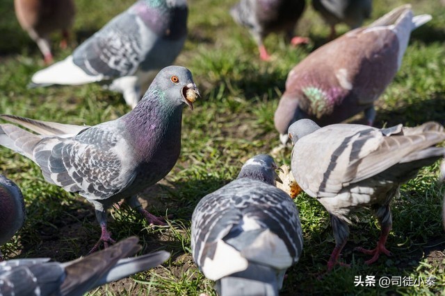 鸽子蛋多久开始啄壳,鸽子啄蛋的正确方法