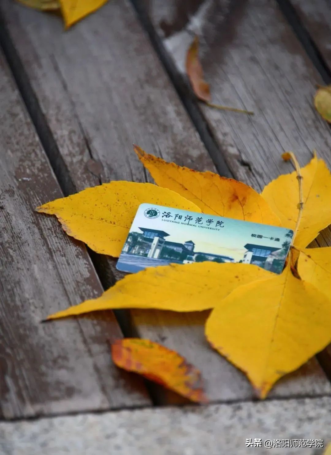 当洛师邂逅43种中国传统色……