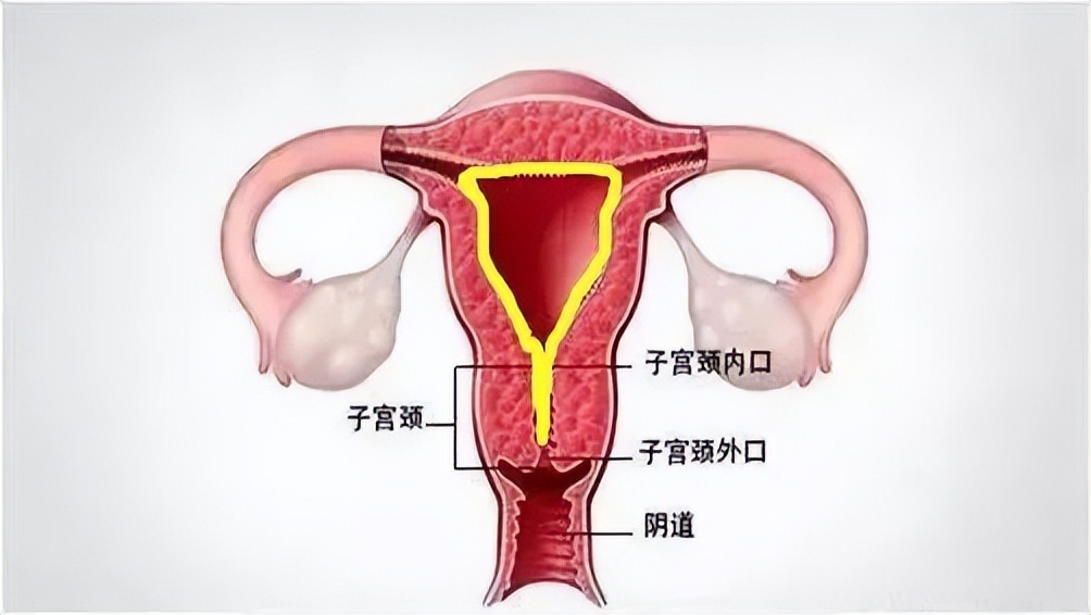 宫腔镜科普系列,宫腔镜和腹腔镜哪个比较好
