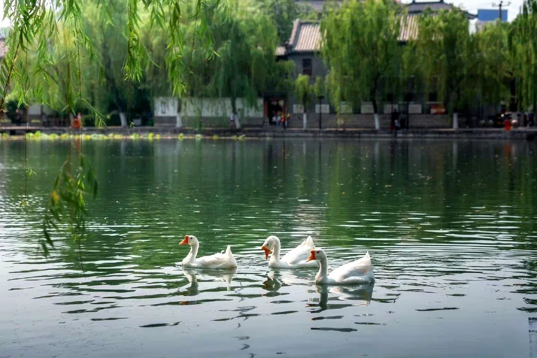 济南适合自由行的地方,去济南必去的三个地方