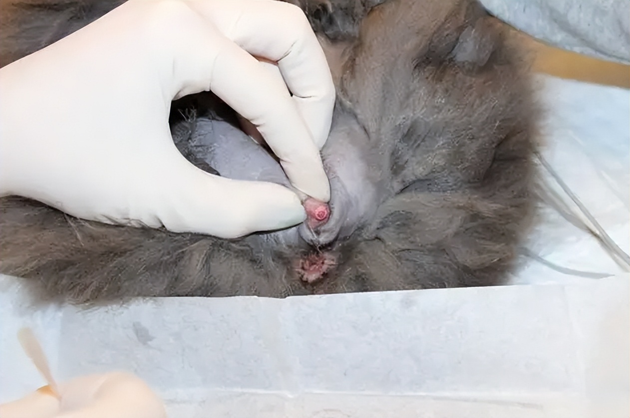 猫咪尿血吃阿莫西林颗粒症状没了,猫咪从楼上摔下来尿血该怎么止血