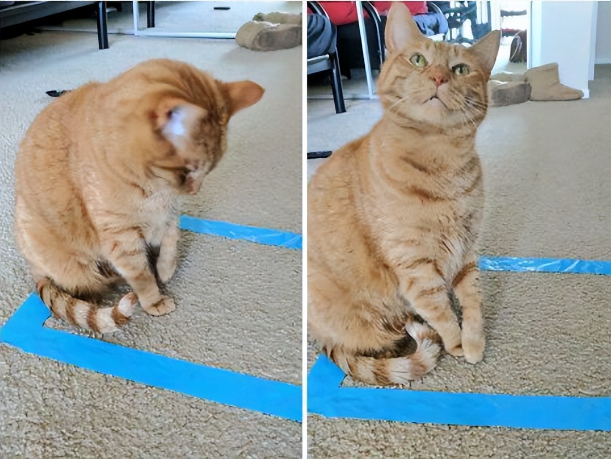 如何100%抓到一只小猫,如何抓猫咪陷阱