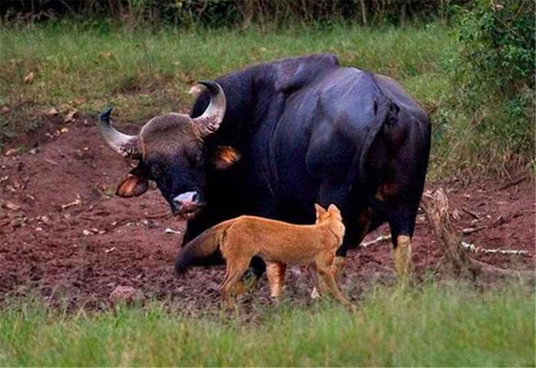 5只红毛野犬现身祁连山，围捕了1只岩羊，猞猁在旁边看着不敢上前