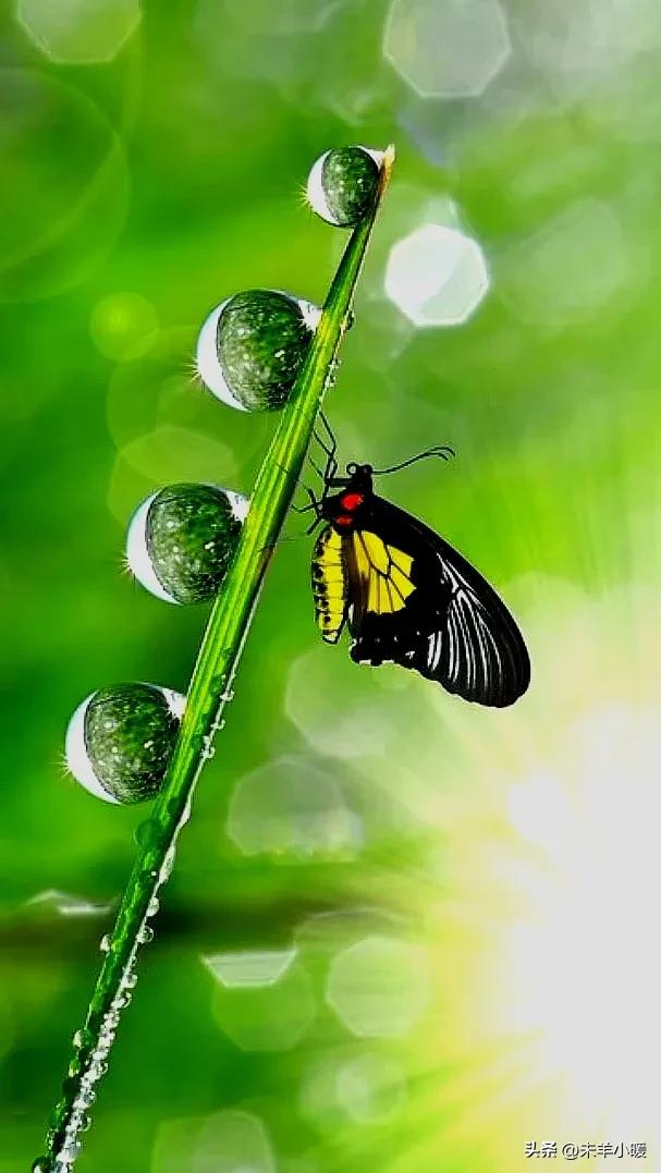 超清超美独一无二手机壁纸图片,养眼养心的壁纸