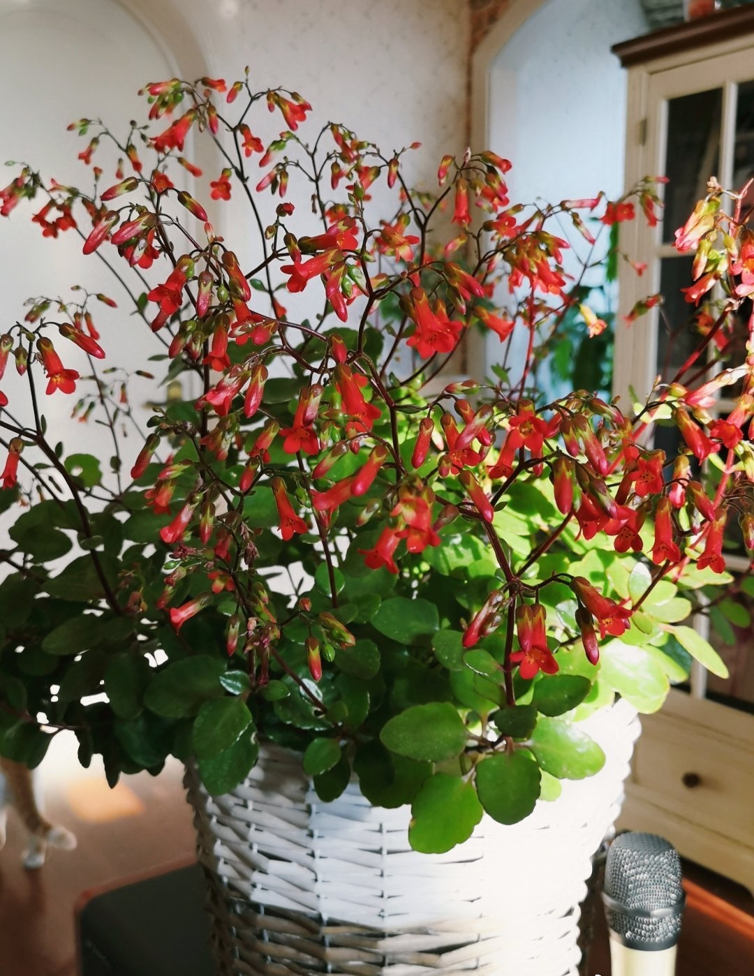 年宵花新品种有哪些名字,灯笼花的个性养护法