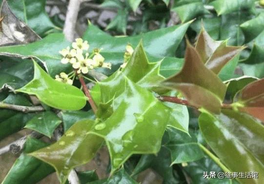 人称“蛇不爬”，蛇见“它”就跑，夏天可用治痱子，遇见别错过