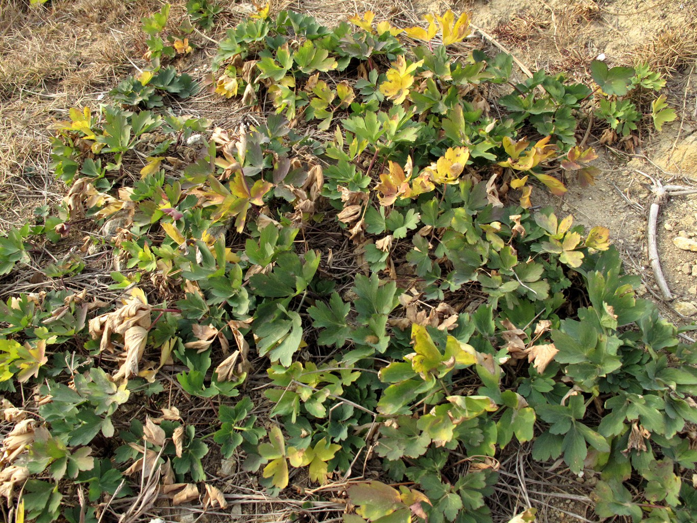 岱山岛为什么叫岱山岛呢,岱山岛定位