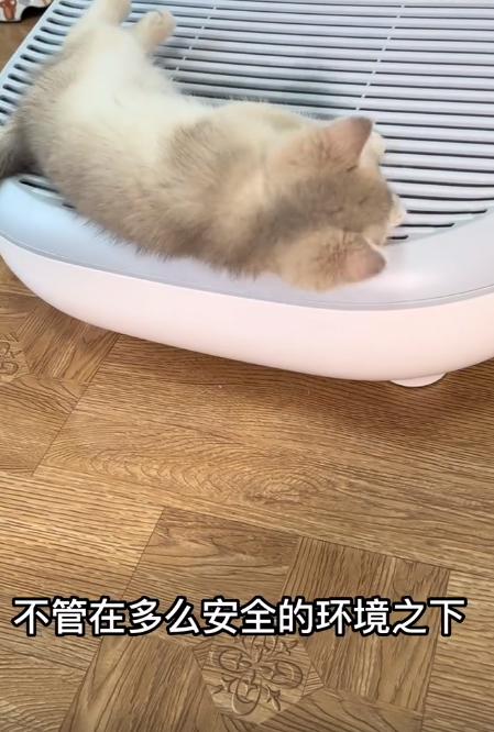 驴得水小朋友是智障猫吗,全网公认的智障猫怕水