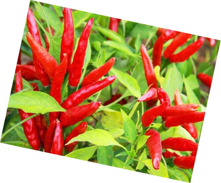 关于贵州省遵义的美食,贵州遵义有啥特产好吃