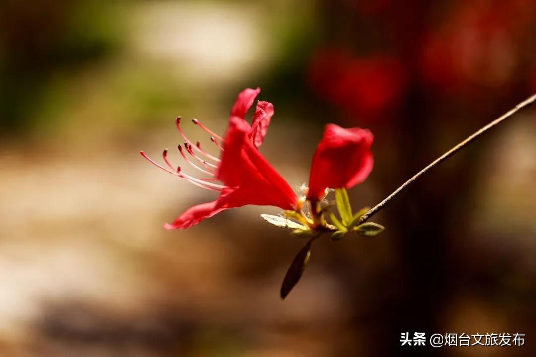 大山里映山红好美,映山红的美丽之处