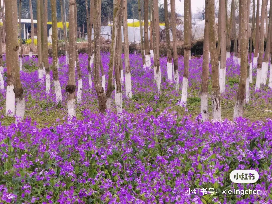 成都周边一日游露营烧烤好去处,成都周边春天适合野炊露营的地方