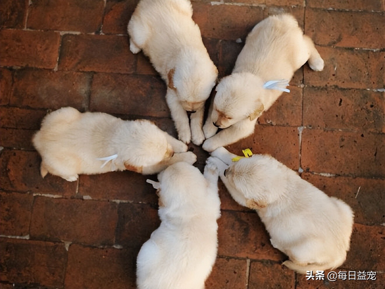 导致拉布拉多被宠坏的征兆,拉布拉多有哪些表现说明被养熟了