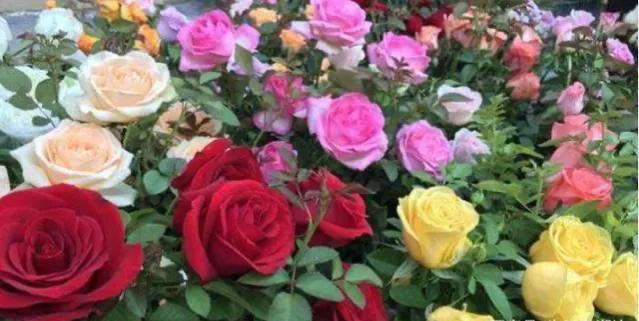 盘点各种花的花语还不快收藏起来,不常见的花的花语