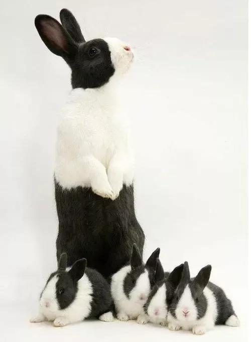 适合养在家里的小宠物兔子,可爱的小兔子宠物怎么养