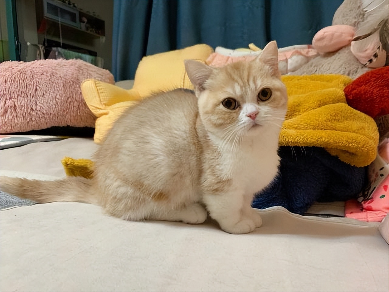 为什么说别养矮脚猫,矮脚猫的优缺点