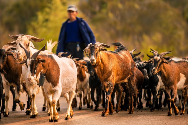 6000块钱在农村养什么发家致富,农村深山养殖鸡鸭鹅鱼猪牛狗